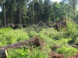 2022-05-20 - Tornado beim Sturmtief Emmelinde Solling - Steinlade bis Gehren (06)